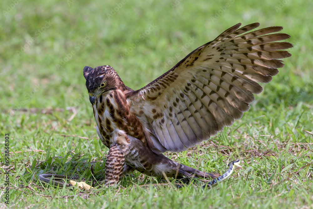 Fototapeta premium Crested goshawk catch prey