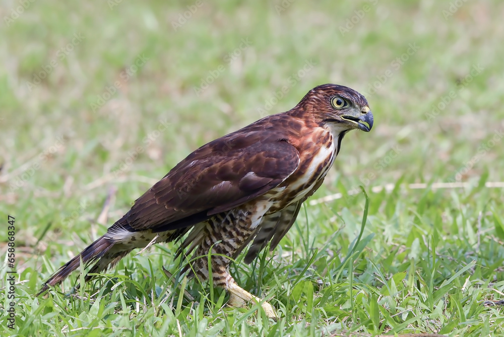 Crested goshawk catch prey Crested goshawk catch prey