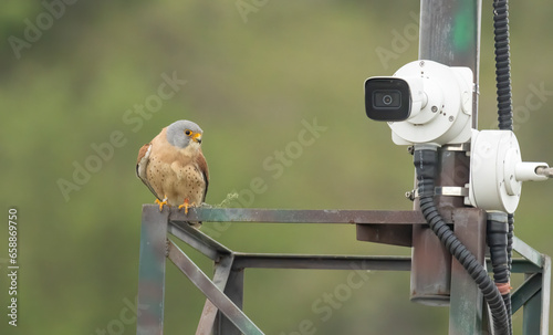 Male Lesser Kestrel sitting in front of security camera