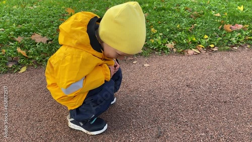 toddler child little boy looks at a slug on path in autumn park. Aleksandrovsky Park, Pushkin, St. Petersburg, Russia. photo