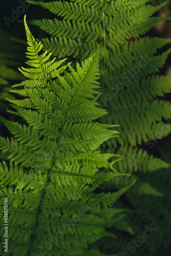 Beautiful fern leaves green foliage natural floral pattern fern background. Wallpaper of forest trees greenery copy space. Sunlight 