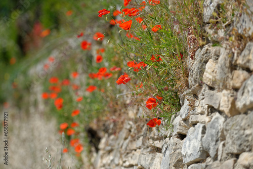 Coquelicots sur un mur en Provence au printemps photo