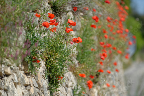 Coquelicots sur un mur en Provence au printemps