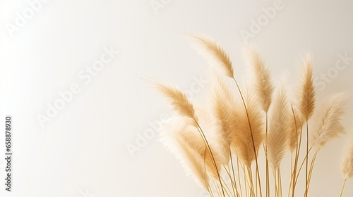 Dry pampas grass on white background