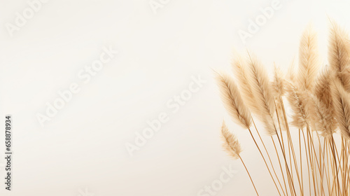 Dry pampas grass on white background