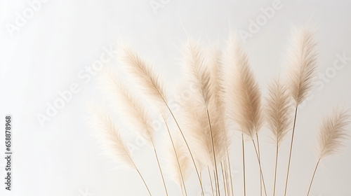 Dry pampas grass on white background