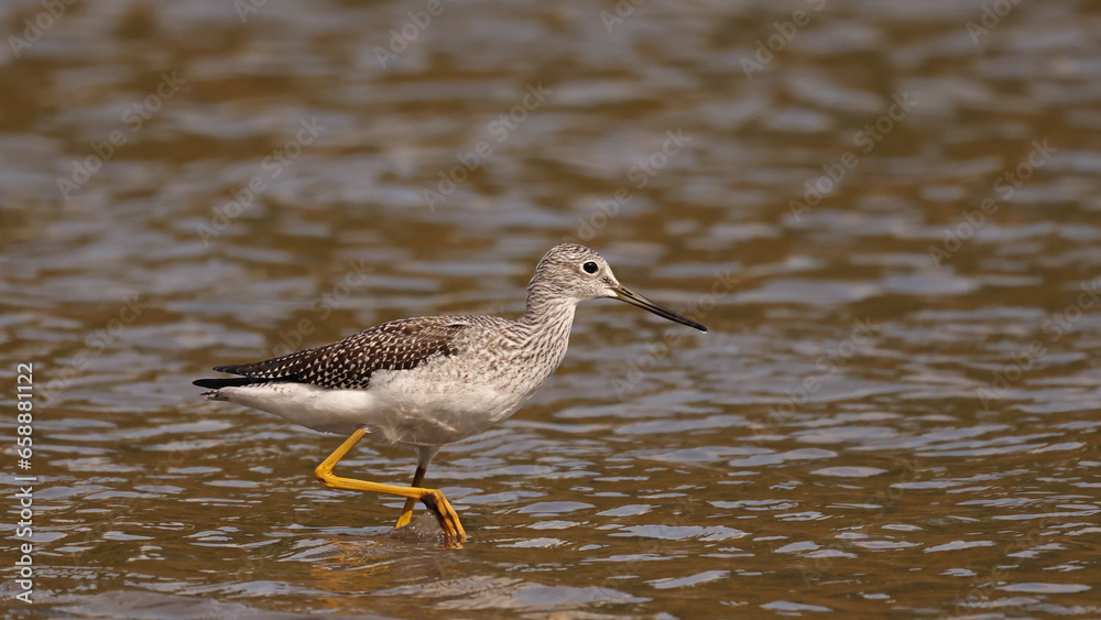 Greater Yellowlegs Greater Yellowlegs
