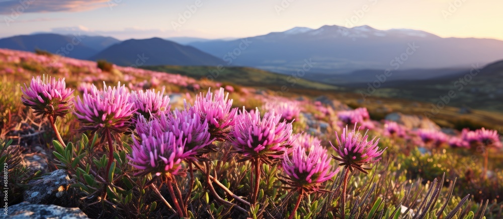 Table Mountain hosts a diverse range of native plant life known as fynbos which is unique to the Cape Floral Kingdom in South Africa With copyspace for text - obrazy, fototapety, plakaty 