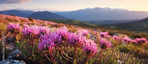 Table Mountain hosts a diverse range of native plant life known as fynbos which is unique to the Cape Floral Kingdom in South Africa With copyspace for text photo