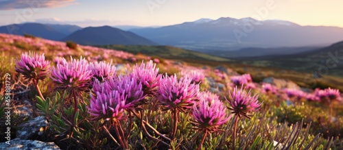 Table Mountain hosts a diverse range of native plant life known as fynbos which is unique to the Cape Floral Kingdom in South Africa With copyspace for text