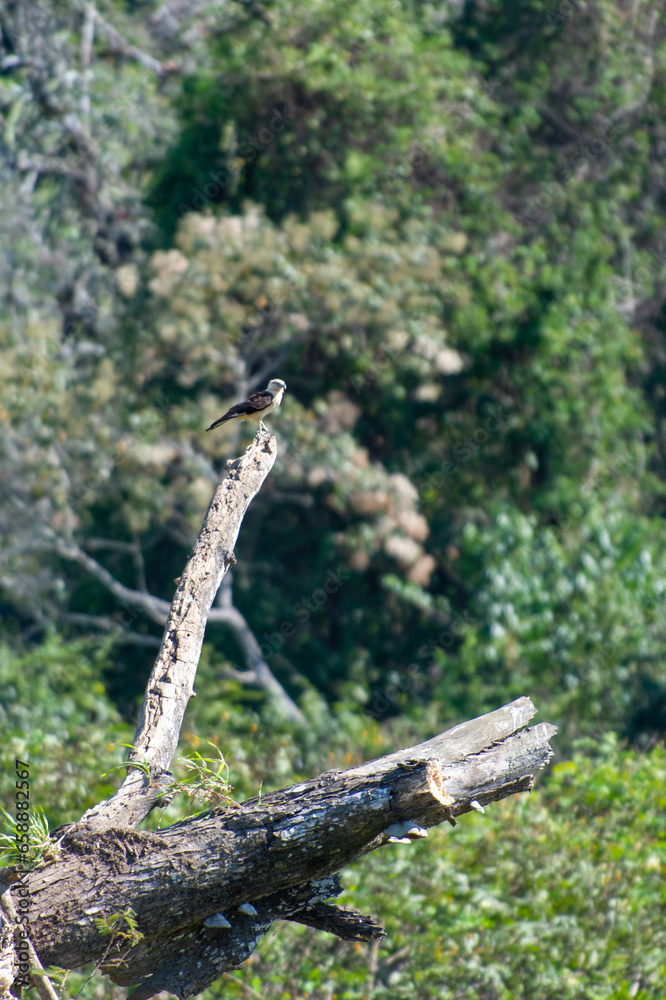 Obraz premium コスタリカの野鳥のいる風景（キバラカラカラ）