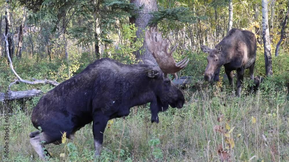 Bull Moose During the Rut in Wyoming in Auutmn Bull Moose During the Rut in Wyoming in Auutmn