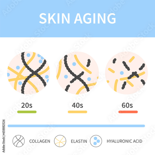 Skin aging process showing reduction of collagen, elastin and hyaluronic acid cells with time. Skin firmness and elastisity changes. Beauty and wellness concept. Medical vector illustration. photo