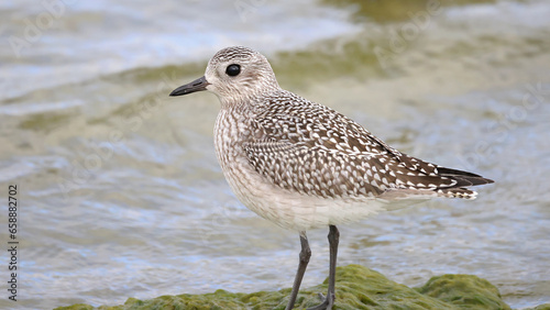 American Golden Plover
