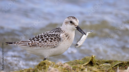 Sanderling