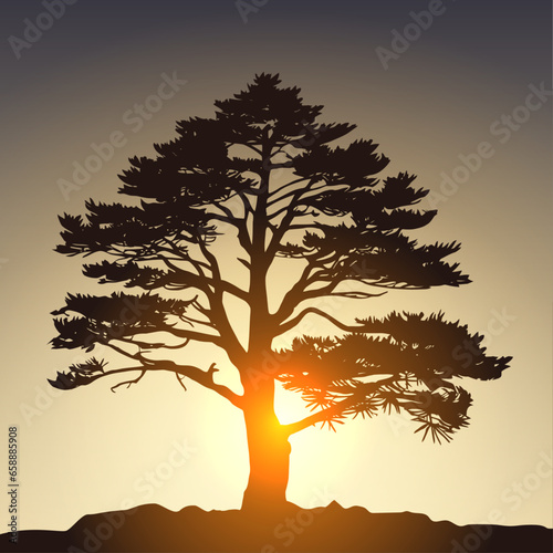 Silhouette of a pine tree at sunset. Vector illustration.