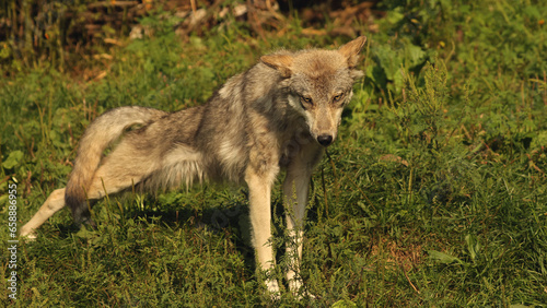 The Grey Wolf