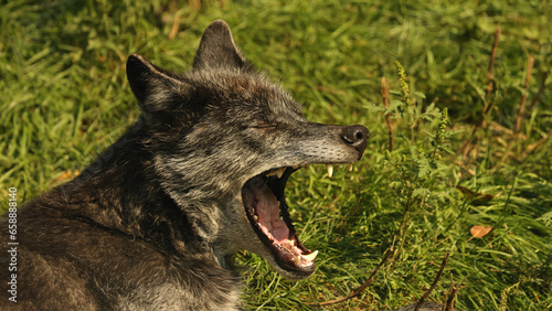 The Grey Wolf