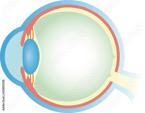 目の構造　断面図