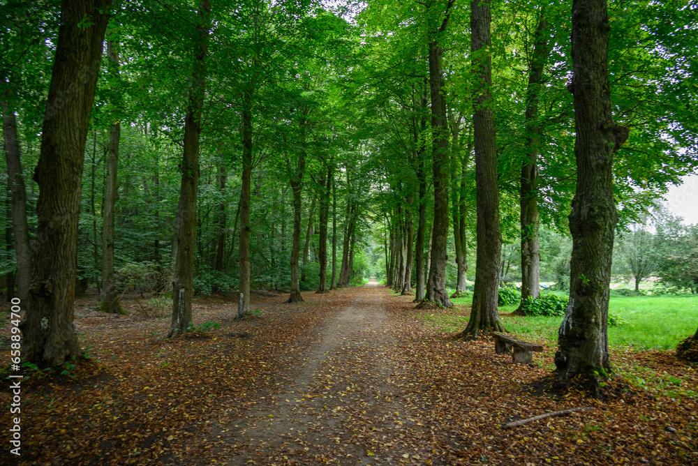 Spätsommer in einem Wald im Münsterland Spätsommer in einem Wald im Münsterland