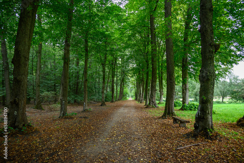 Spätsommer in einem Wald im Münsterland