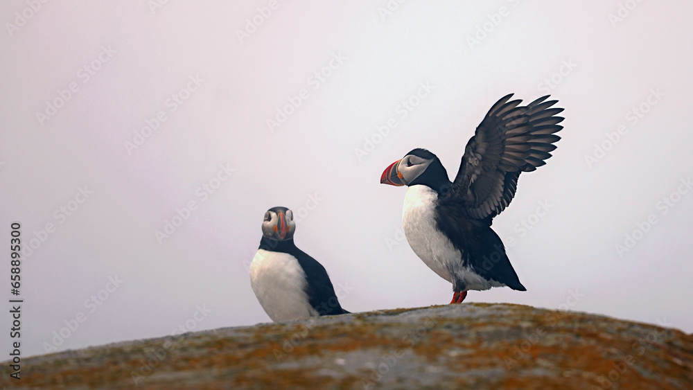 Fototapeta premium Puffin