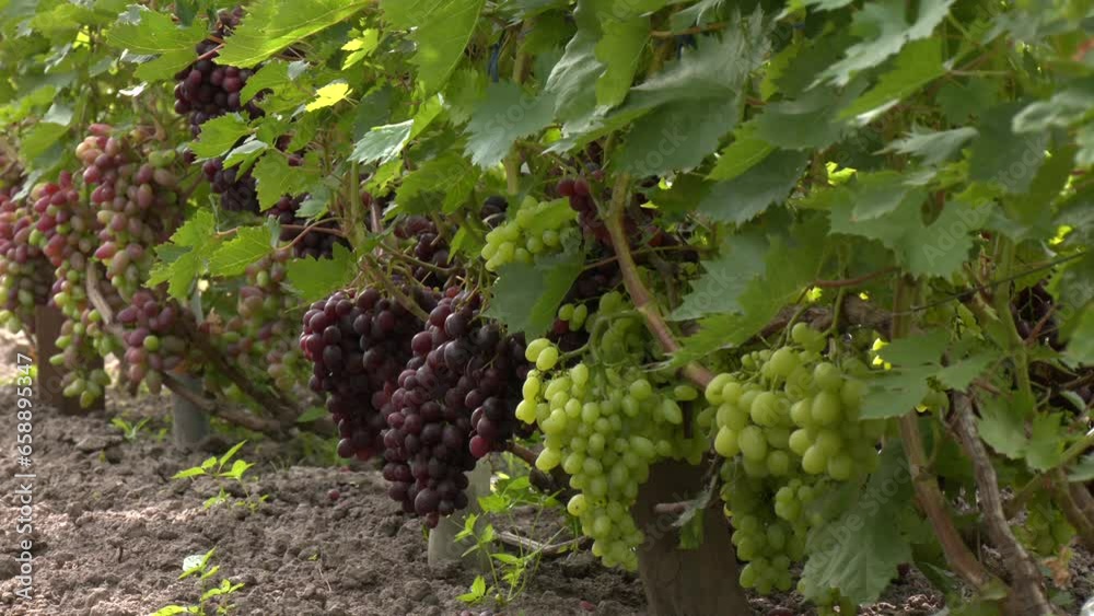 Red grape bush with sunlight on vineyard, Vine fruit. Organic grape bush with sunlight on vineyard. Fresh red grapes vine on plant and summer sunlight. Red grape bush with sunlight on vineyard, Vine fruit. Organic grape bush with sunlight on vineyard. Fresh red grapes vine on plant and summer sunlight.