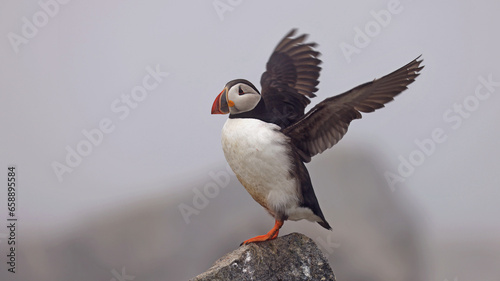 Puffin