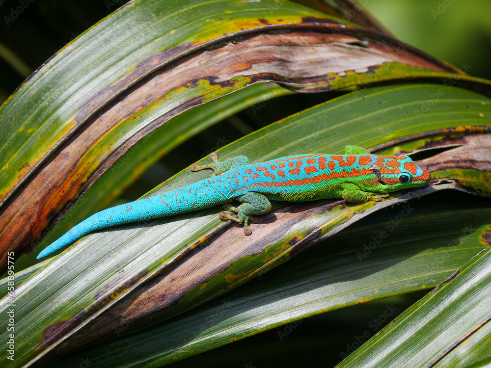 Bluetailed ornate day Gecko, protected endemic species of Mauritius