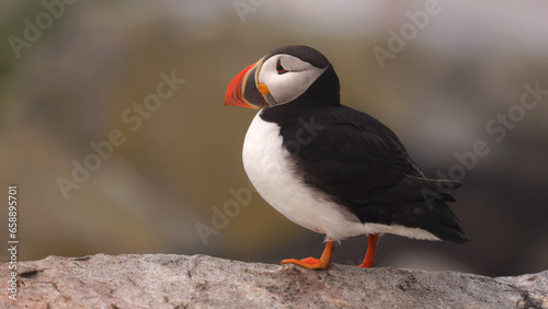 Puffin