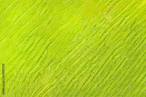Green abstract background or wallpaper. Seamless pattern of bitter melon skin and line art of textured.