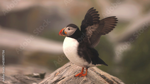 Puffin