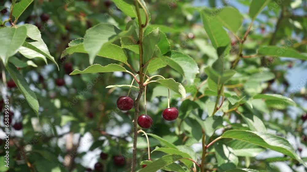 Close up on big Cherries hanging on a cherry tree branch. Red cherry. Close up on big Cherries hanging on a cherry tree branch. Red cherry.