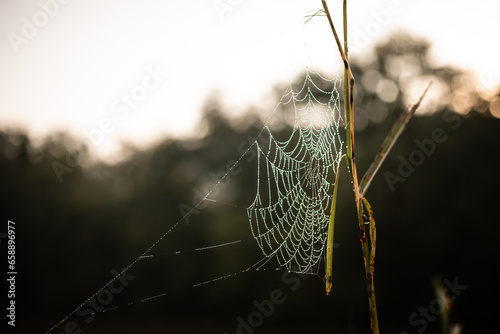 Water droplets sparkling on close up of spiderweb during early m photo