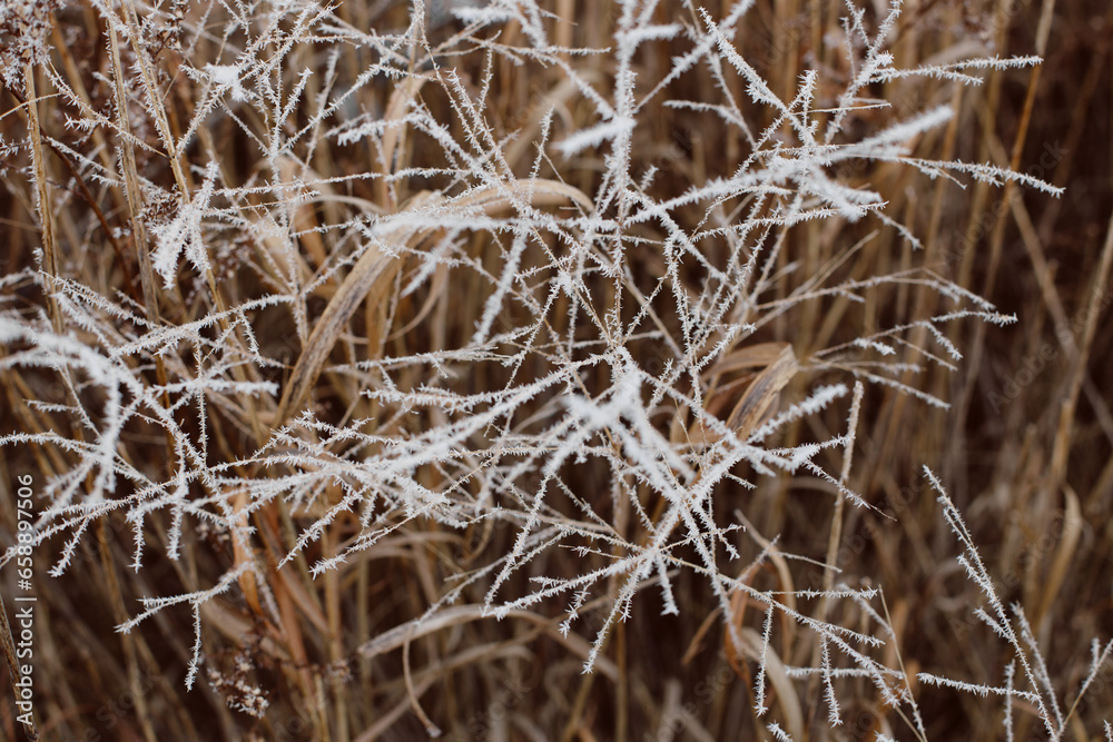Frost-covered grass signaling the season Frost-covered grass signaling the season