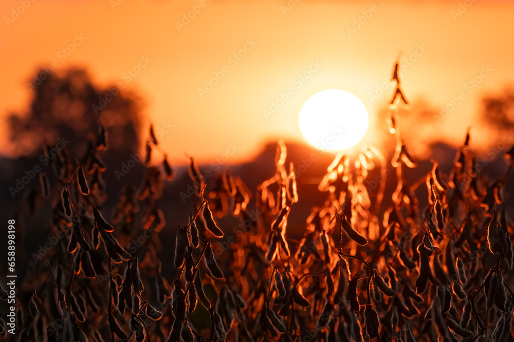 Early morning sunrise over bean field during autumn harvest seas - obrazy, fototapety, plakaty 