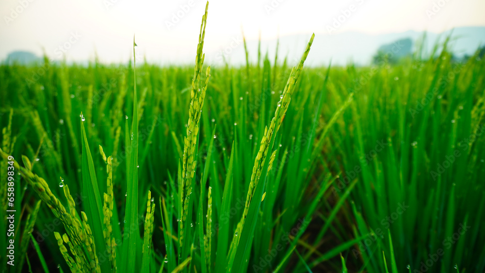 Naklejka premium the rice in the rice fields is dewy in the morning, the rice grows green and fertile