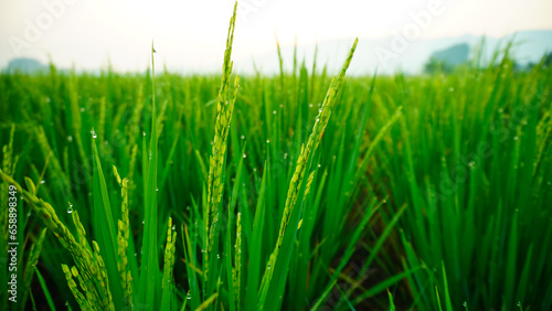 the rice in the rice fields is dewy in the morning, the rice grows green and fertile
