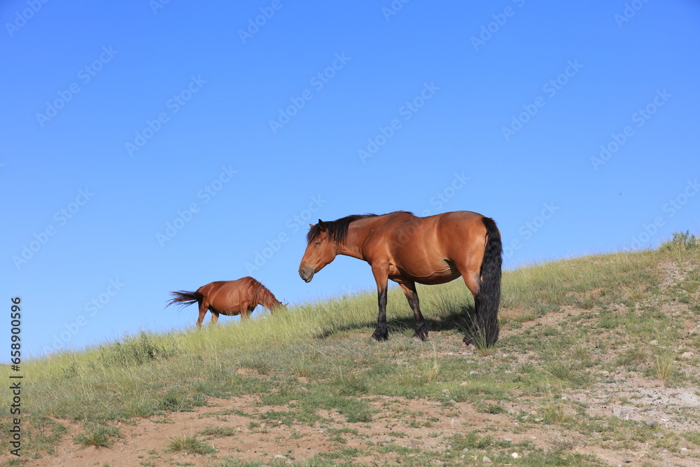 Obraz premium horses in the grasslands