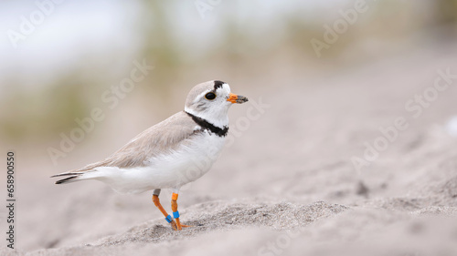 Piping Plover
