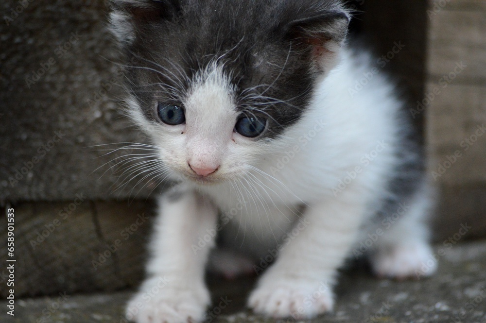 a small, cute, colorful kitten