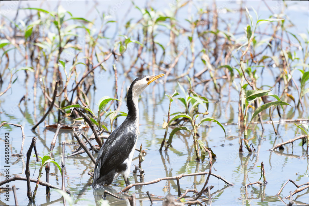 Obraz premium Little Pied Cormorant