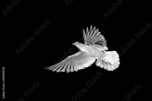 Abstract picture of rock pigeon flying in the air isolated on black background. Action scene of rock pigeon spreads its wings.