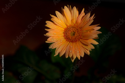 orange flower on black