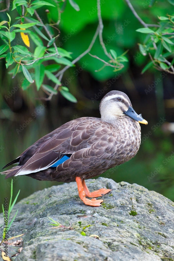 可愛い野鳥 可愛い野鳥