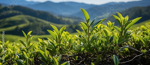 Fresh tea bud and leaves in Tea plantations photo