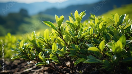 Fresh tea bud and leaves in Tea plantations