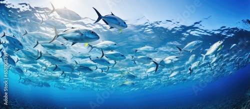 Scuba diving in Indonesia captured an image of a blue fish schooling in water With copyspace for text