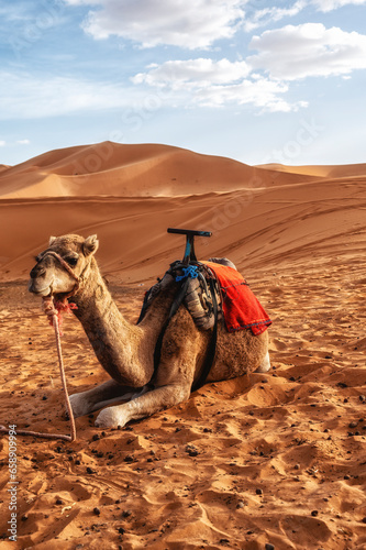 Camel caravan in the Sahara of Morocco. © atosan