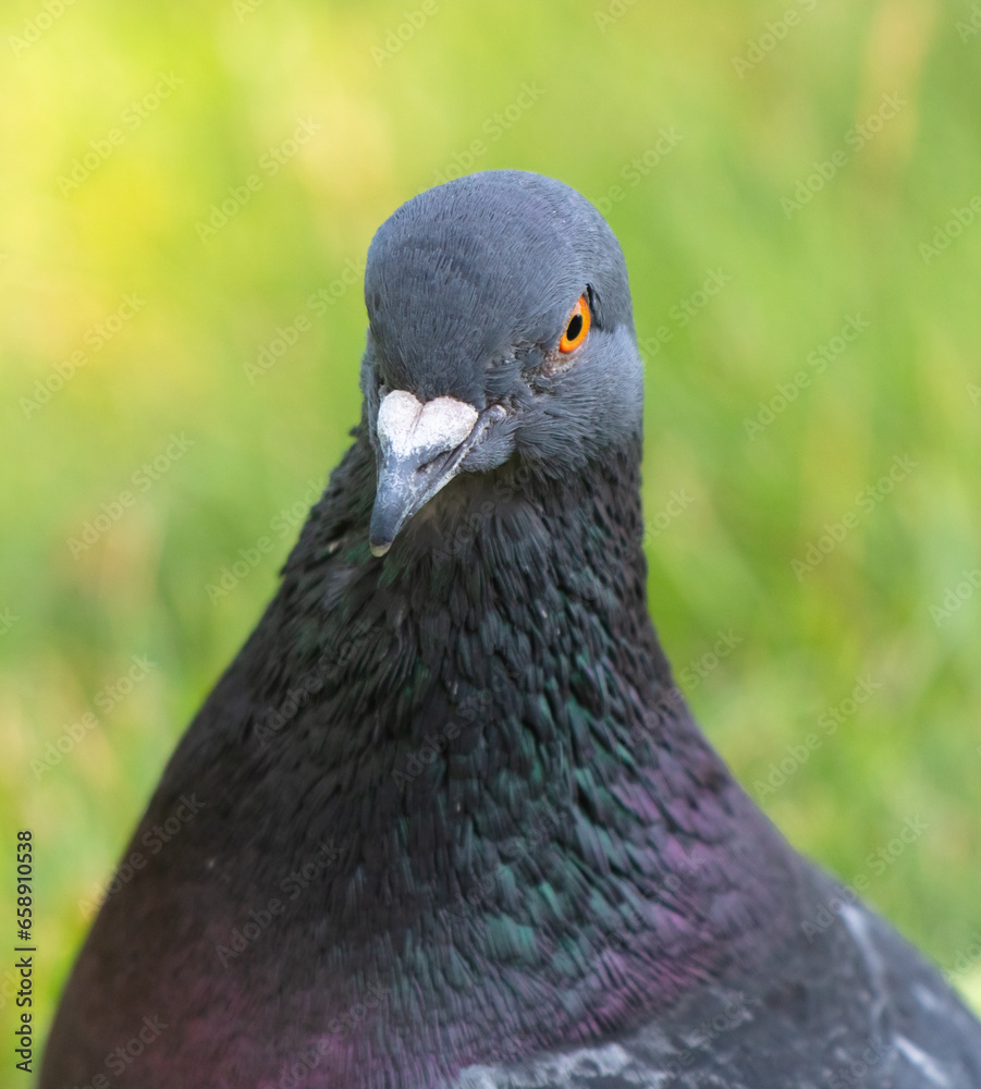 Fototapeta premium Portrait of a pigeon on a green lawn in nature